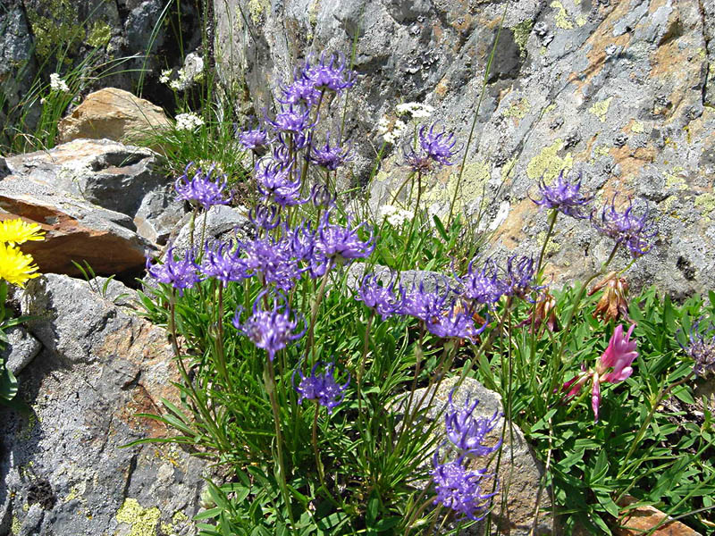 Phyteuma hemisphaericum photo